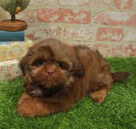Shih Tzu