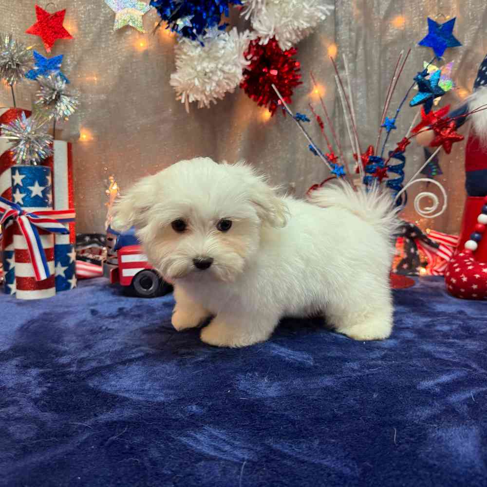 pet breed image