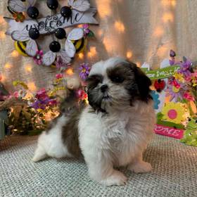 Shih Tzu