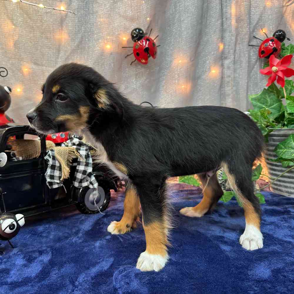 carousel pet images