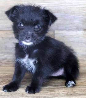 Yorkie-Pom