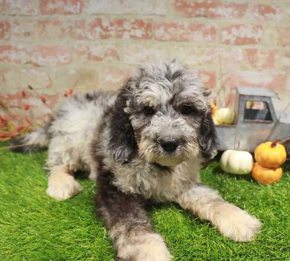 carousel pet images