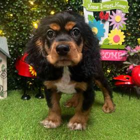 Cocker Spaniel