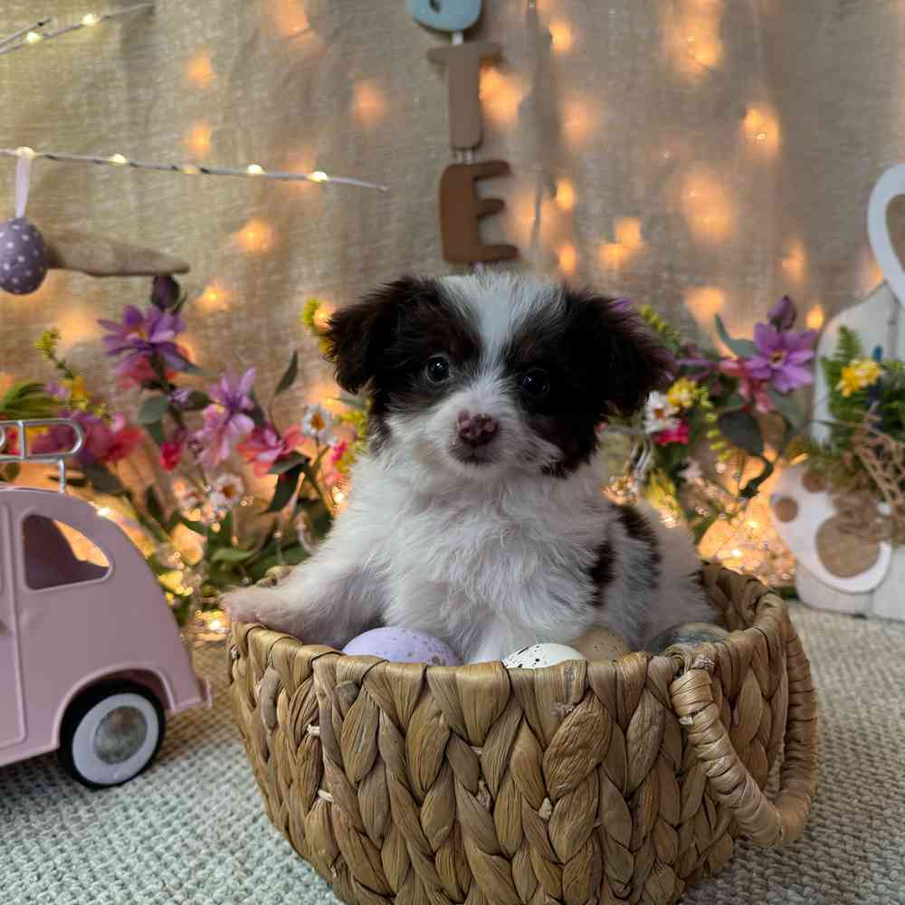 carousel pet images