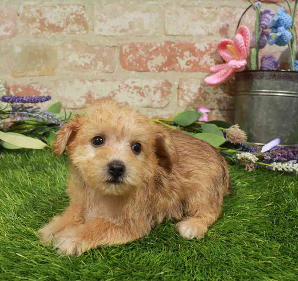 carousel pet images
