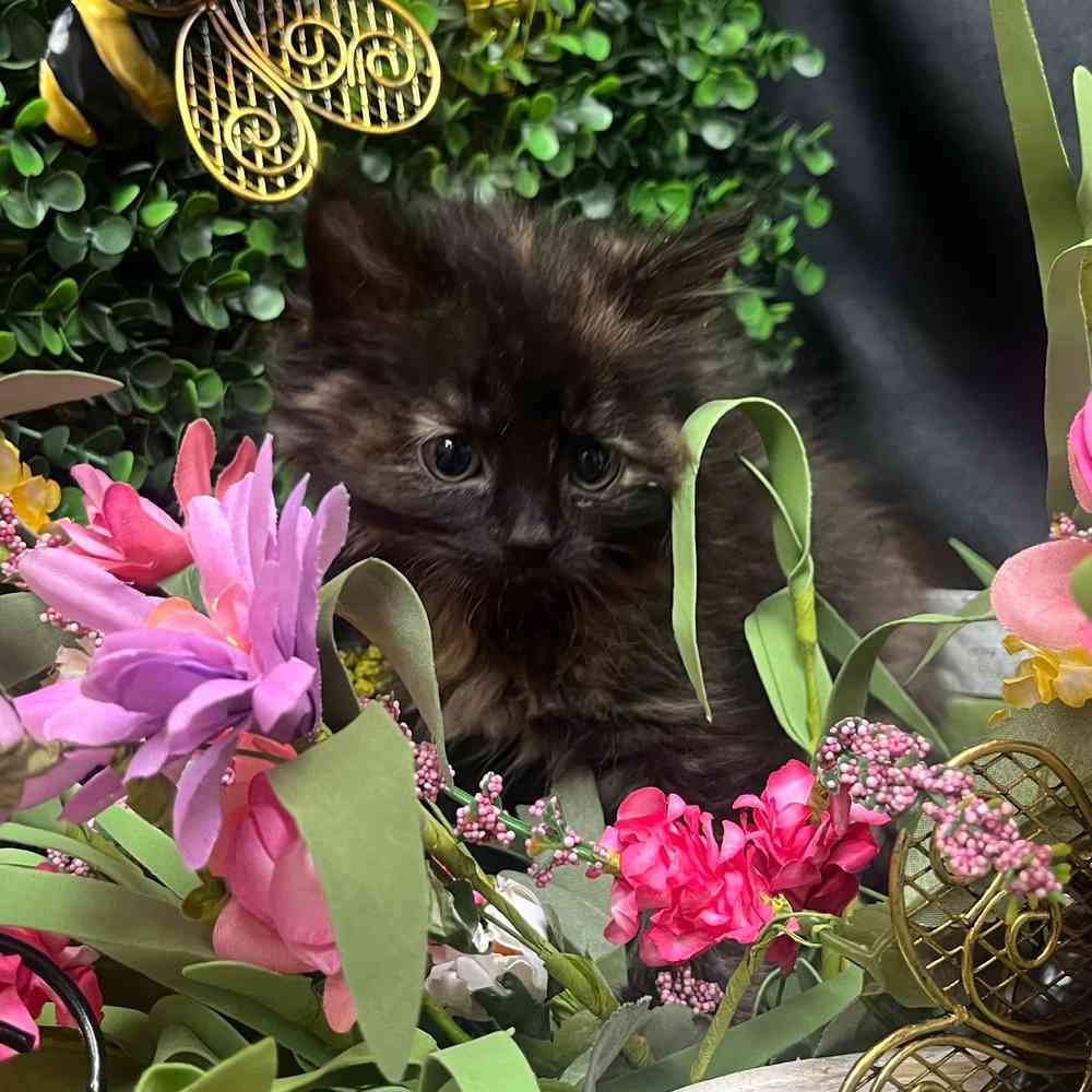 carousel pet images