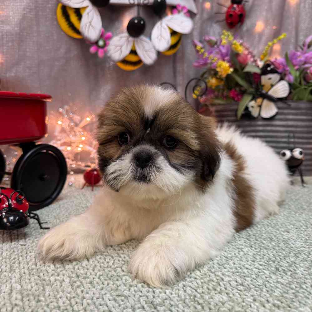 carousel pet images