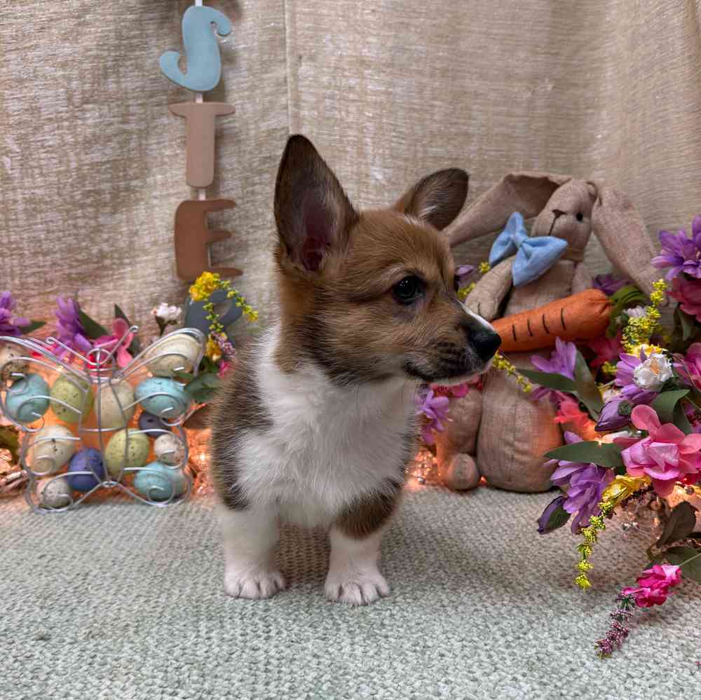 carousel pet images