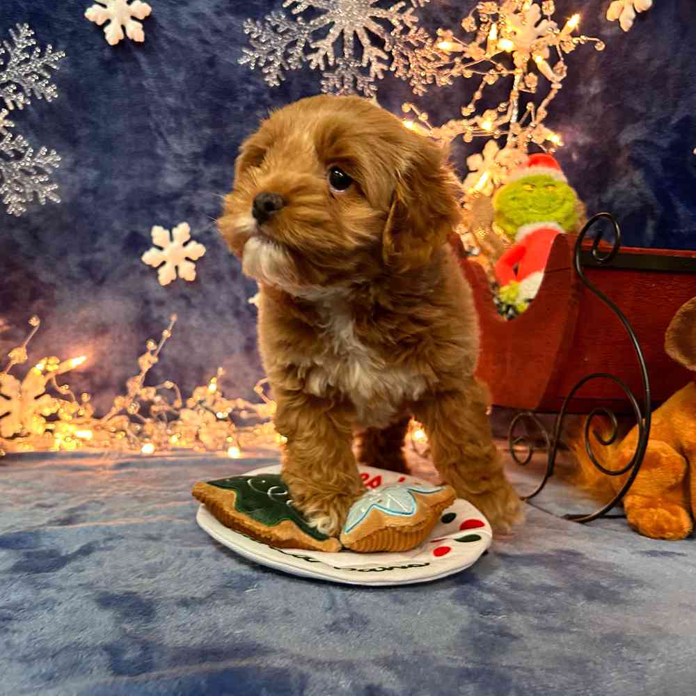 carousel pet images
