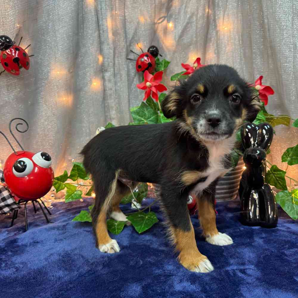 carousel pet images