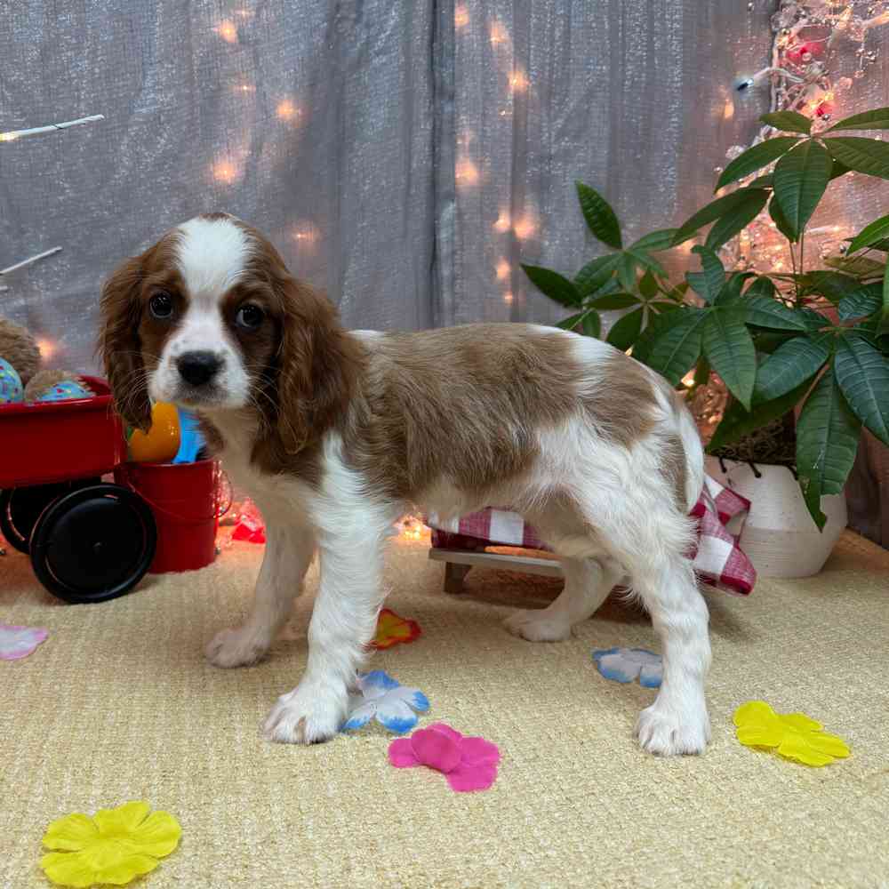carousel pet images