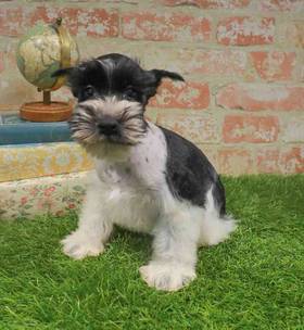 Mini Schnauzer