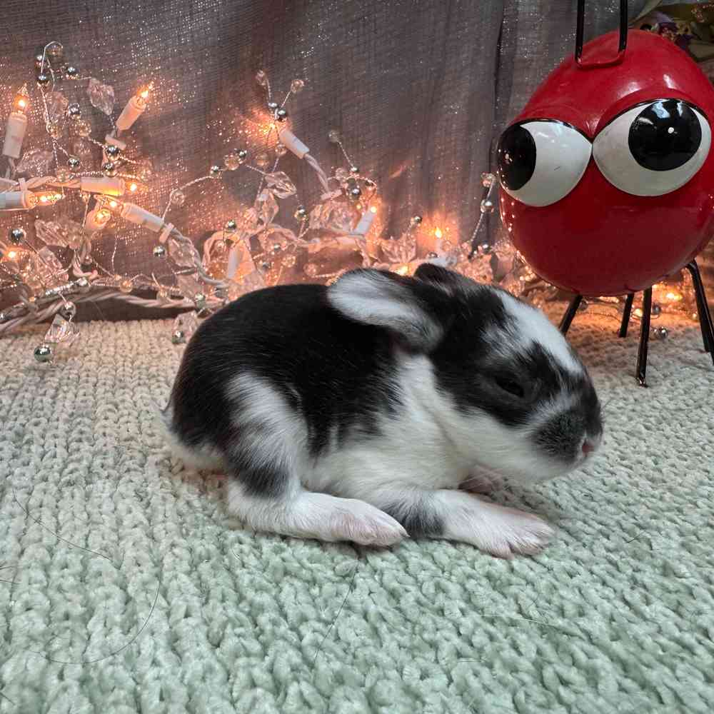 Image of a pet breed in the gallery