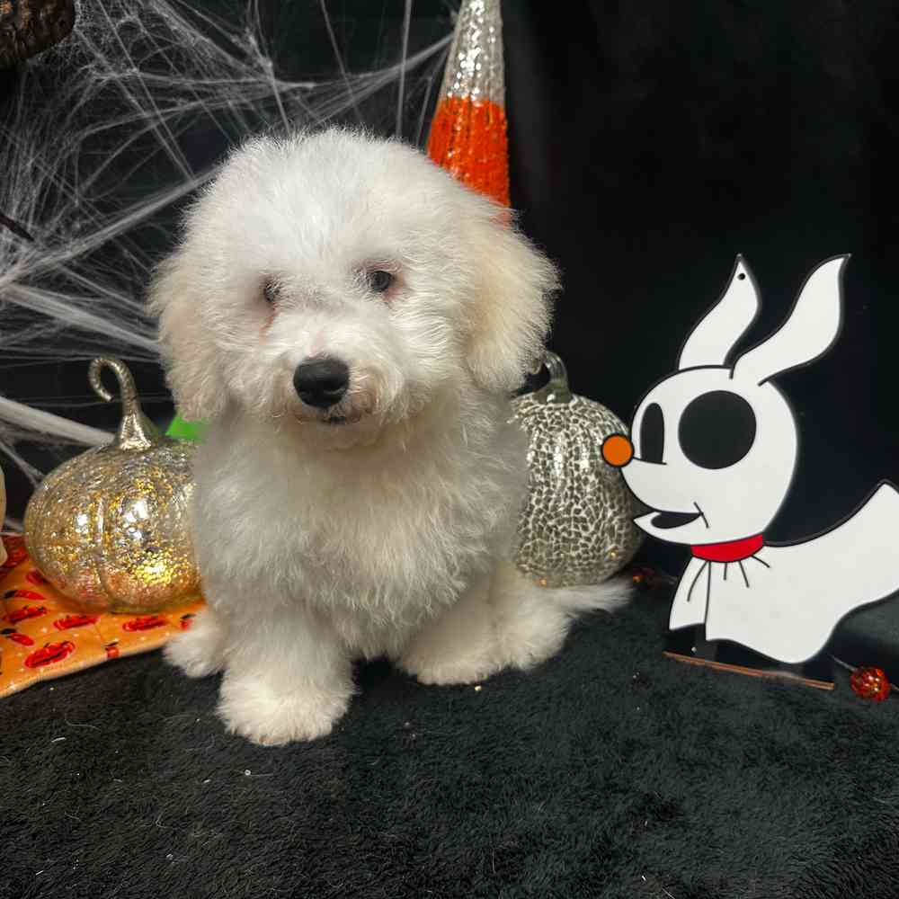 carousel pet images