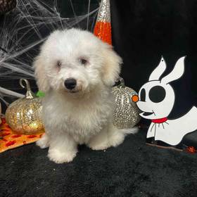 Bichon