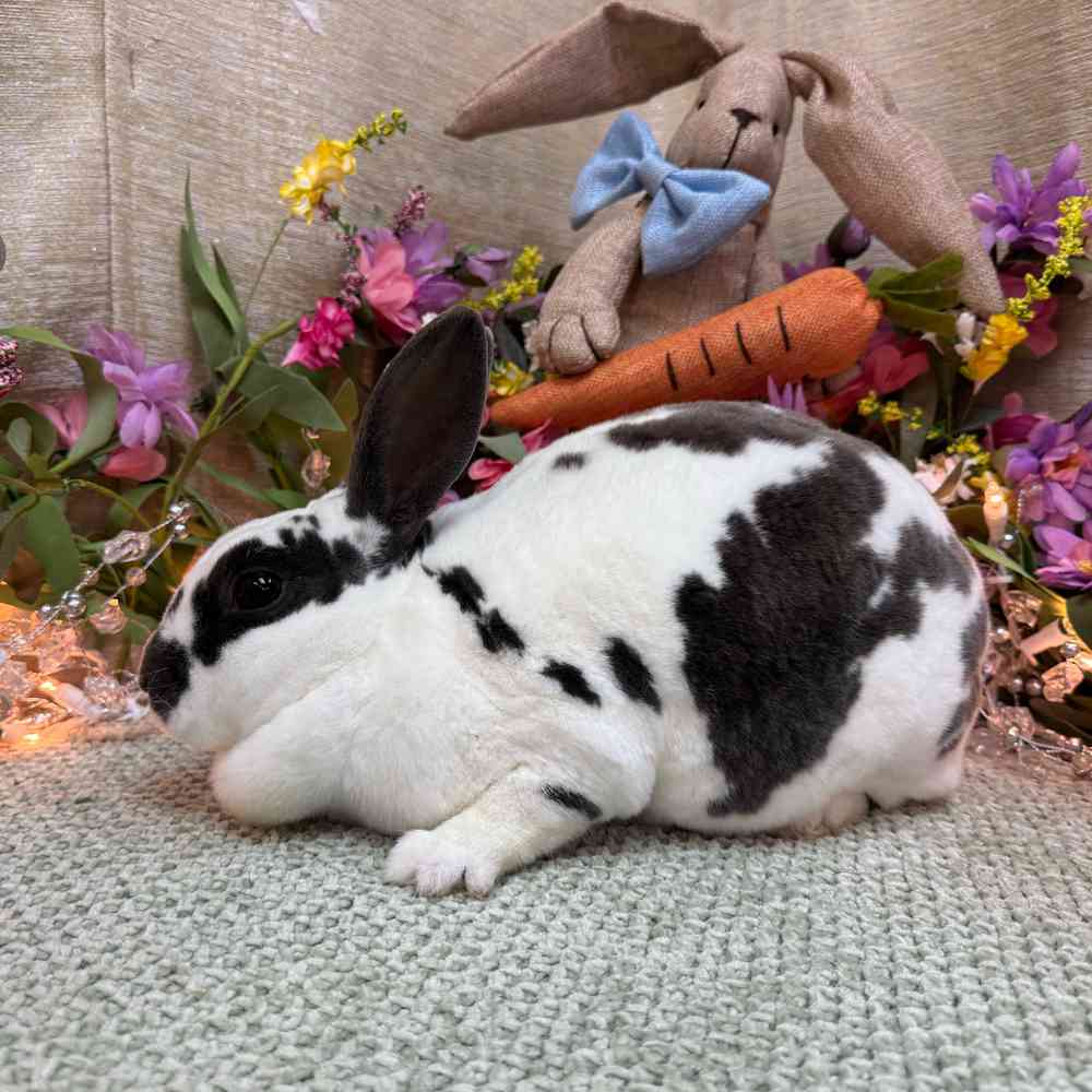 carousel pet images