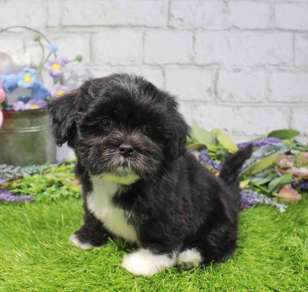 carousel pet images
