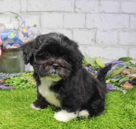 Lhasa Apso