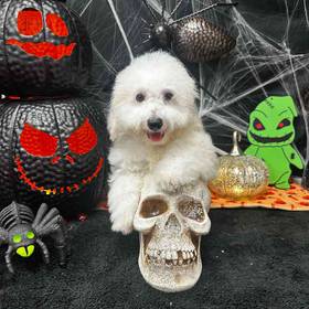 Bichon
