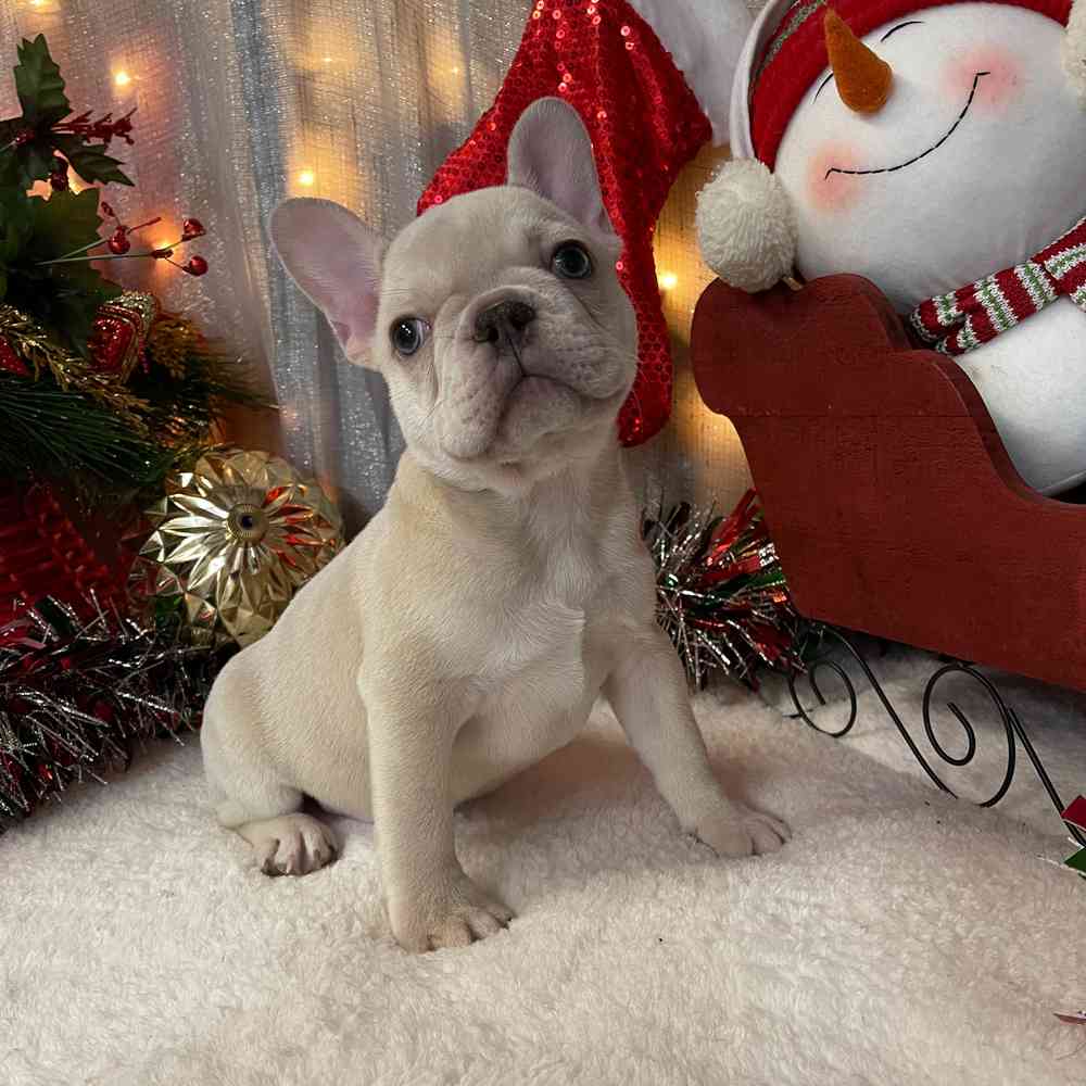 carousel pet images