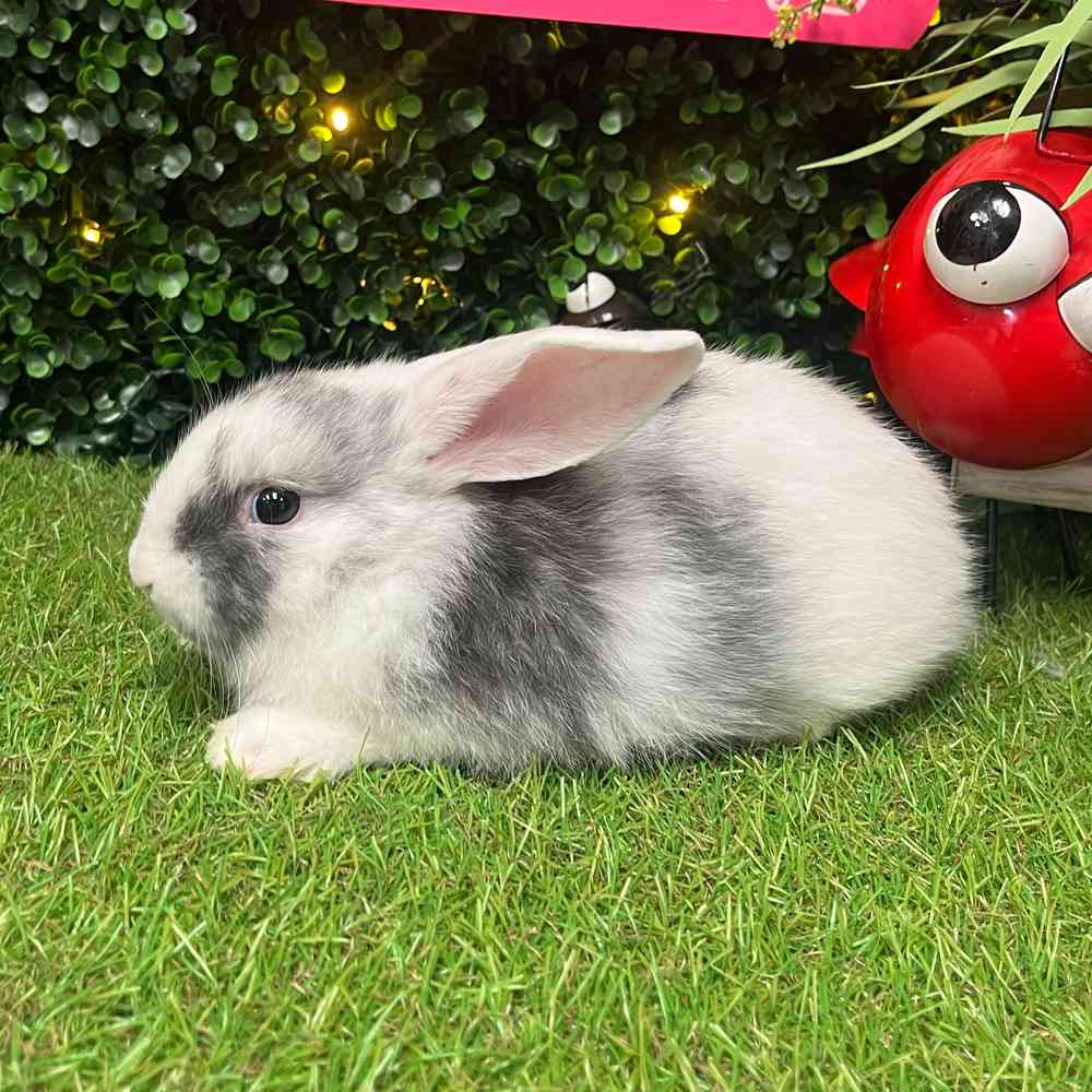 carousel pet images