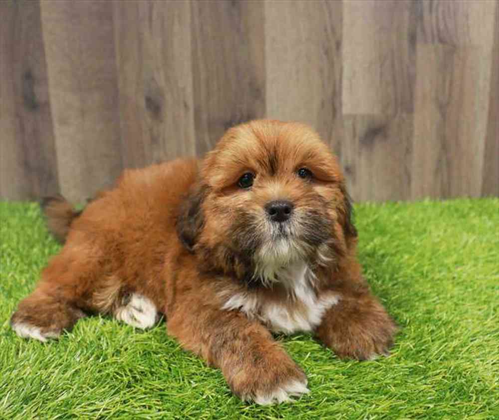 Image of a pet breed in the gallery