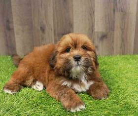 Lhasa Apso