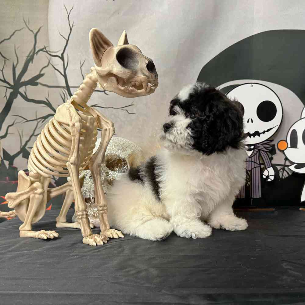 carousel pet images