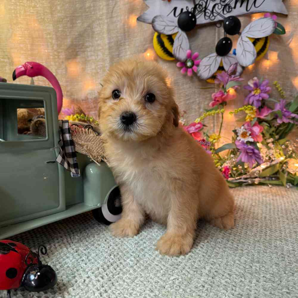carousel pet images