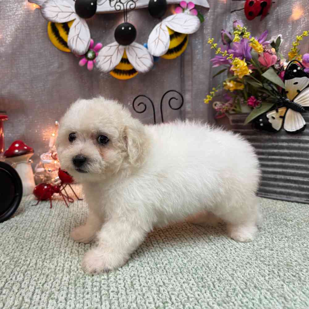 carousel pet images