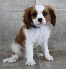 Cavalier King Charles Spaniel