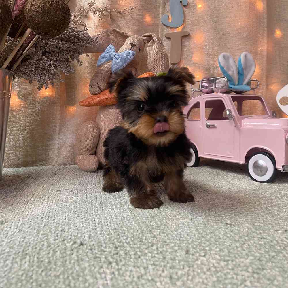 carousel pet images