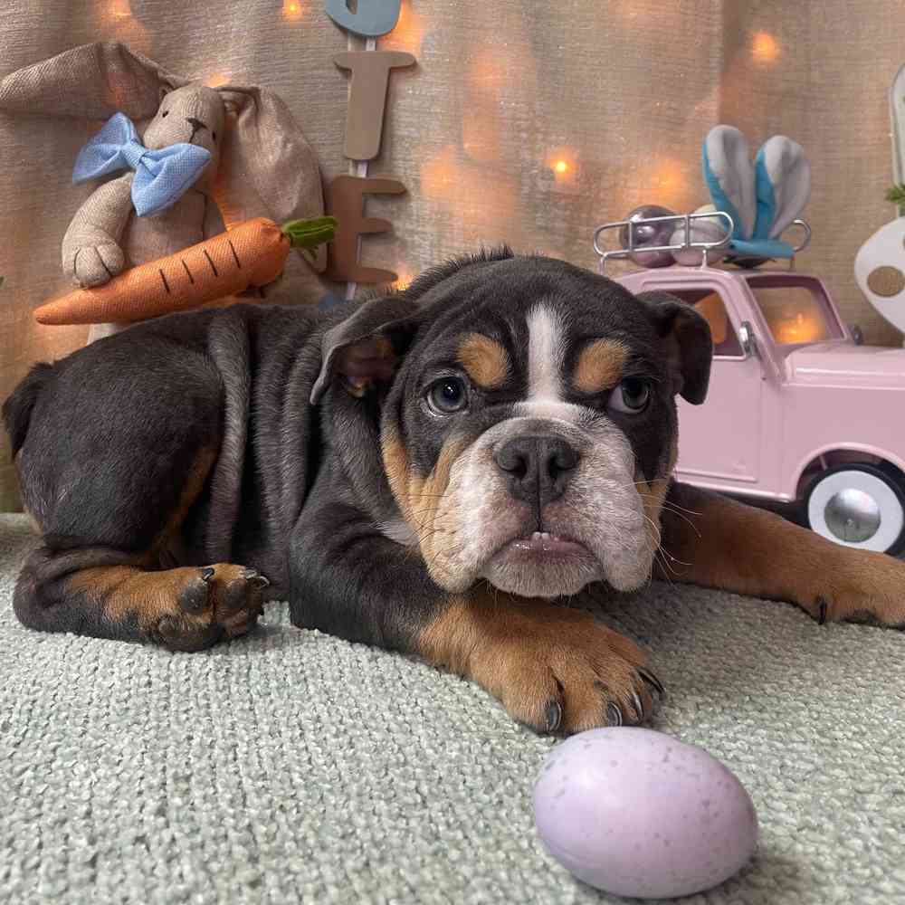 carousel pet images