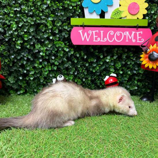 Ferret