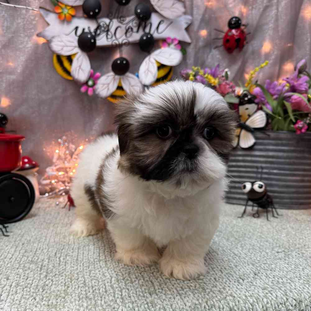 carousel pet images