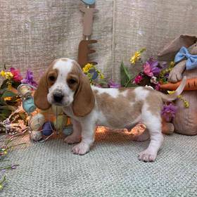 Basset Hound