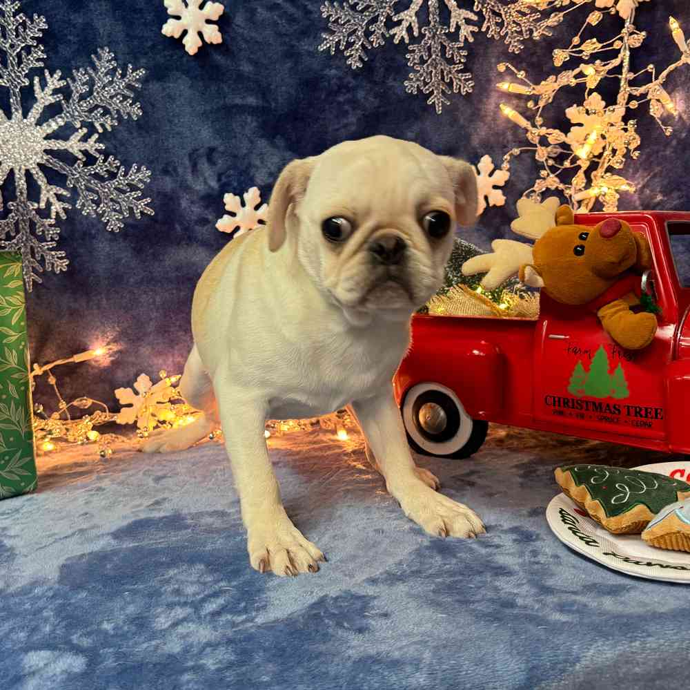 carousel pet images
