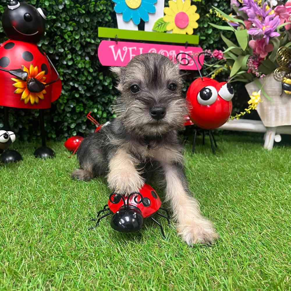 carousel pet images