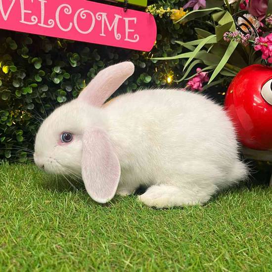 Flemish Giant Holland Lop Mix