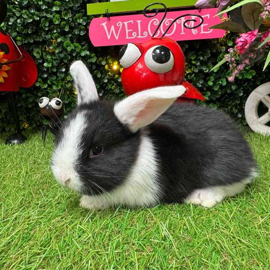 Flemish Giant Holland Lop Mix