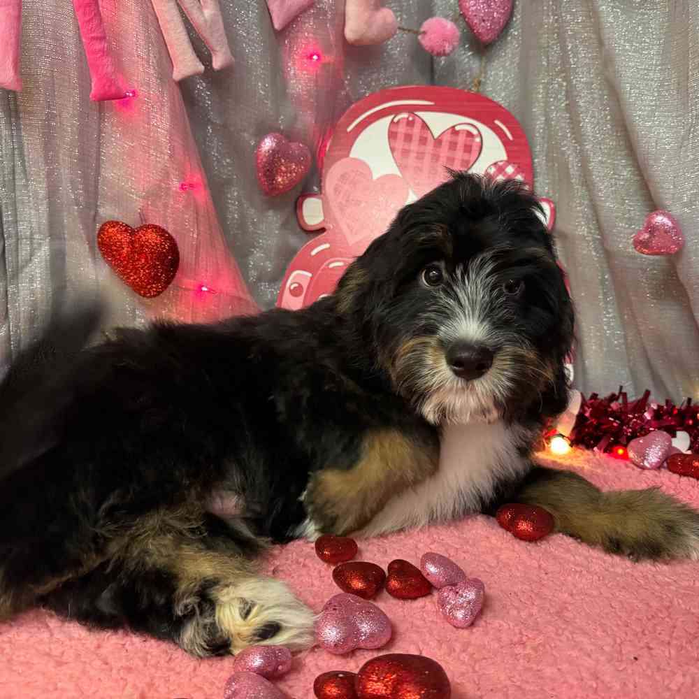 carousel pet images
