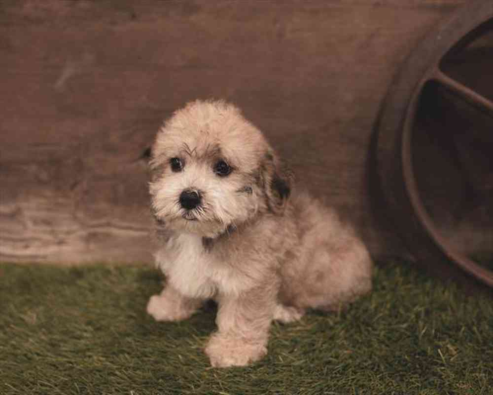carousel pet images