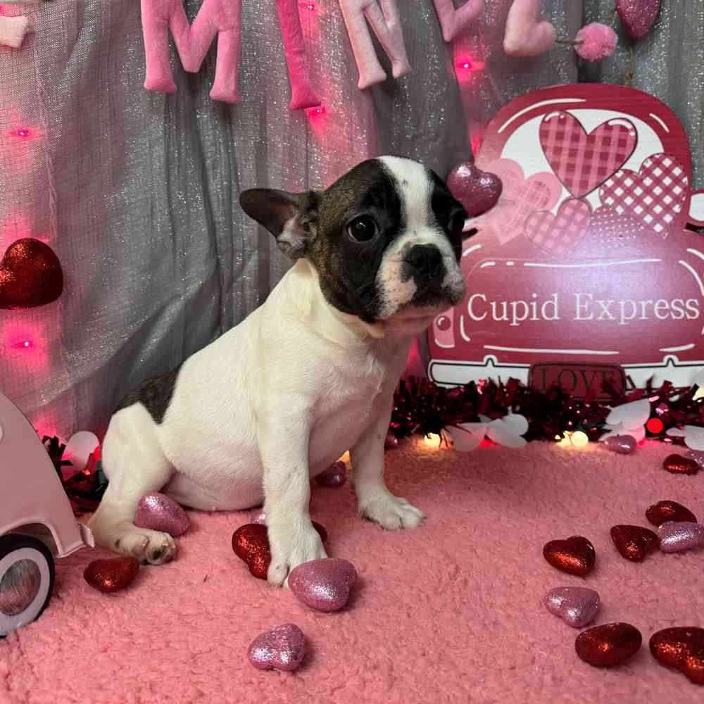 carousel pet images