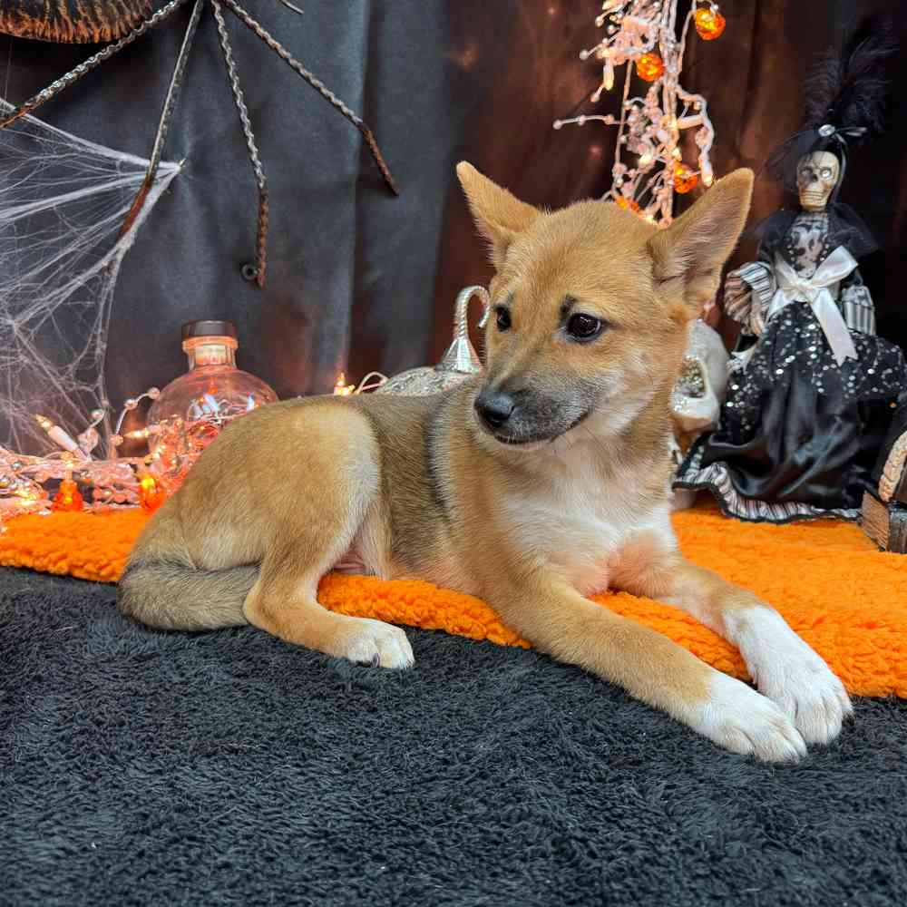 carousel pet images