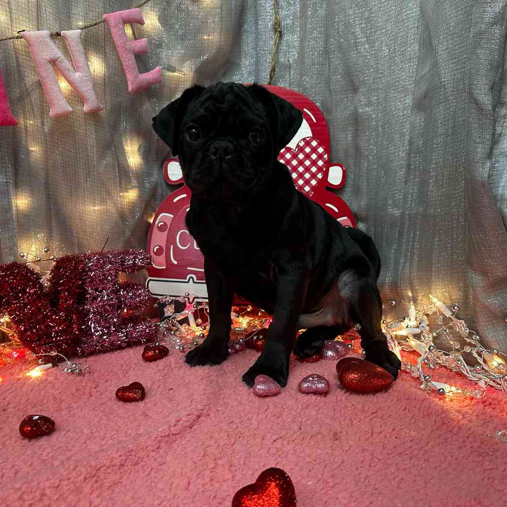 carousel pet images