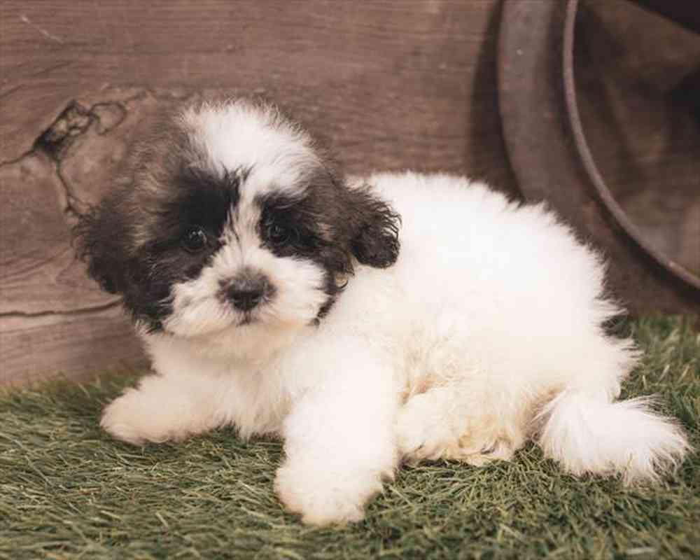 carousel pet images