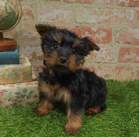 Silky Terrier