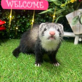 Ferret