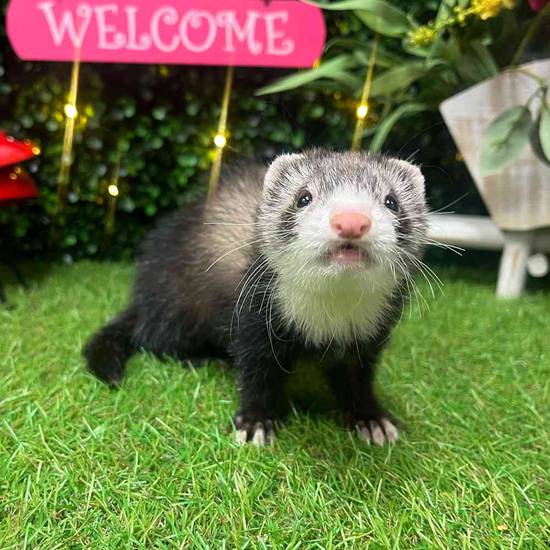 Ferret