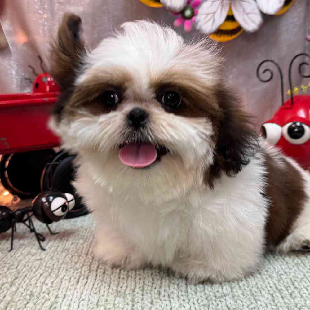 carousel pet images